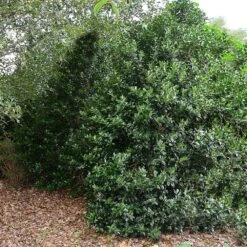 Oak Leaf™ Holly Tree 6 Oak Leaf™ Holly Tree -Garden Supplies Sales Store Oak Leaf Holly 5 BB