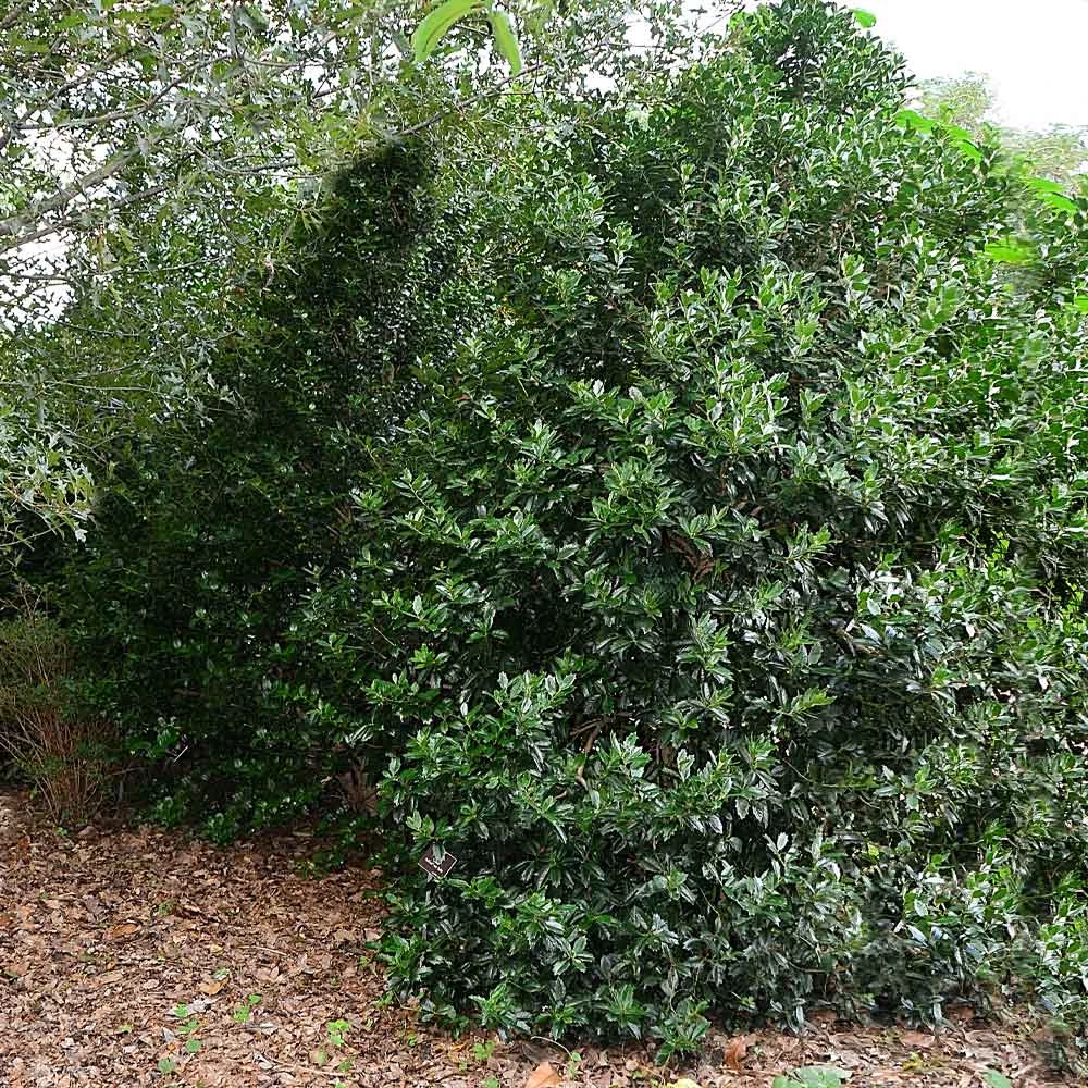 Oak Leaf™ Holly Tree 3 Oak Leaf™ Holly Tree - Image 3