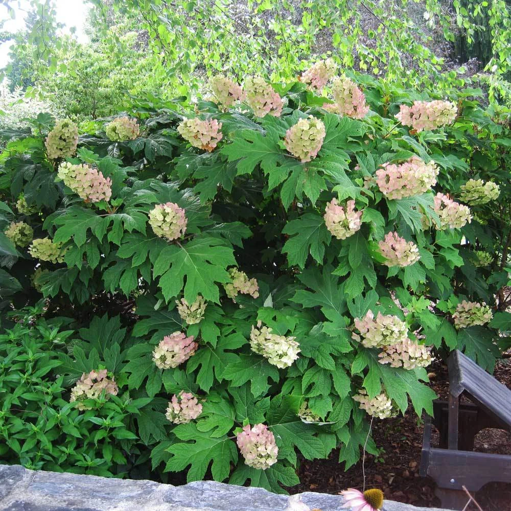 Oakleaf Hydrangea Shrub 2 Oakleaf Hydrangea Shrub - Image 2
