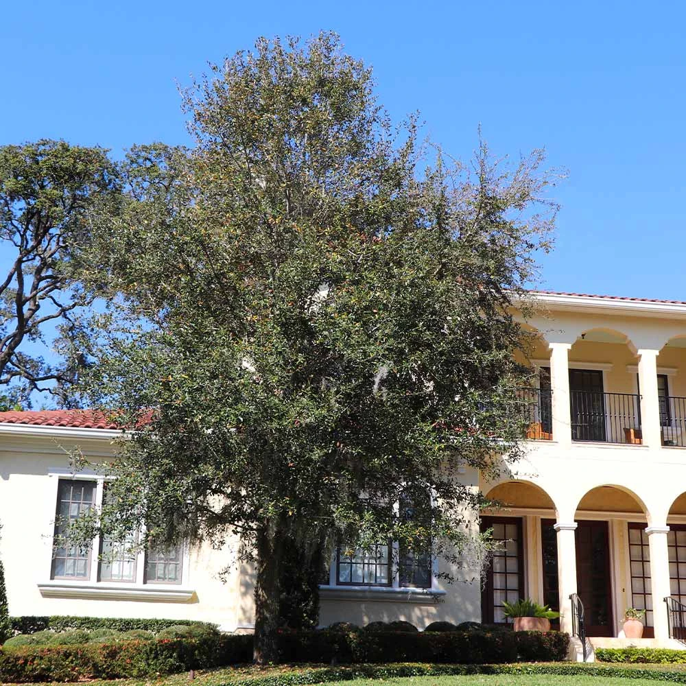 Oliana Olive Tree 2 Oliana Olive Tree - Image 2