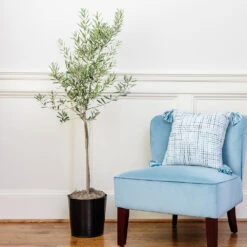 Oliana Olive Tree 5 Oliana Olive Tree -Garden Supplies Sales Store Oliana olive 1 ef2606b8 f443 41e0 a064 063d8695b3d9