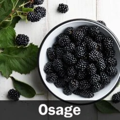 3-in-1 Blackberry Bush -Garden Supplies Sales Store Osage Blackberry