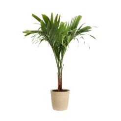 Christmas Palm Tree -Garden Supplies Sales Store PAL CHR 23 3 delilah beige