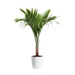 Christmas Palm Tree -Garden Supplies Sales Store PAL CHR 23 3 delilah white
