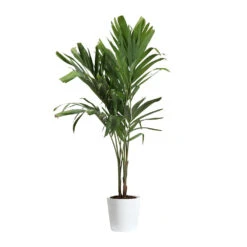 Christmas Palm Tree -Garden Supplies Sales Store PAL CHR 34 3 delilah white