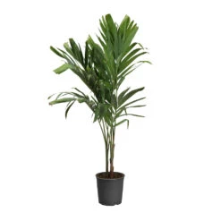 Christmas Palm Tree -Garden Supplies Sales Store PAL CHR 34 3 standard pot
