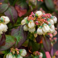 Bushel And Berry® Blueberry Peach Sorbet Plant -Garden Supplies Sales Store Peach Sorbet BLueberry 5