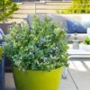 Bushel And Berry® Blueberry Peach Sorbet Plant