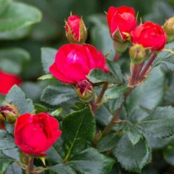 Petite Knock Out® Rose Shrub 7 Petite Knock Out® Rose Shrub -Garden Supplies Sales Store Petite Red Knockout Rose3