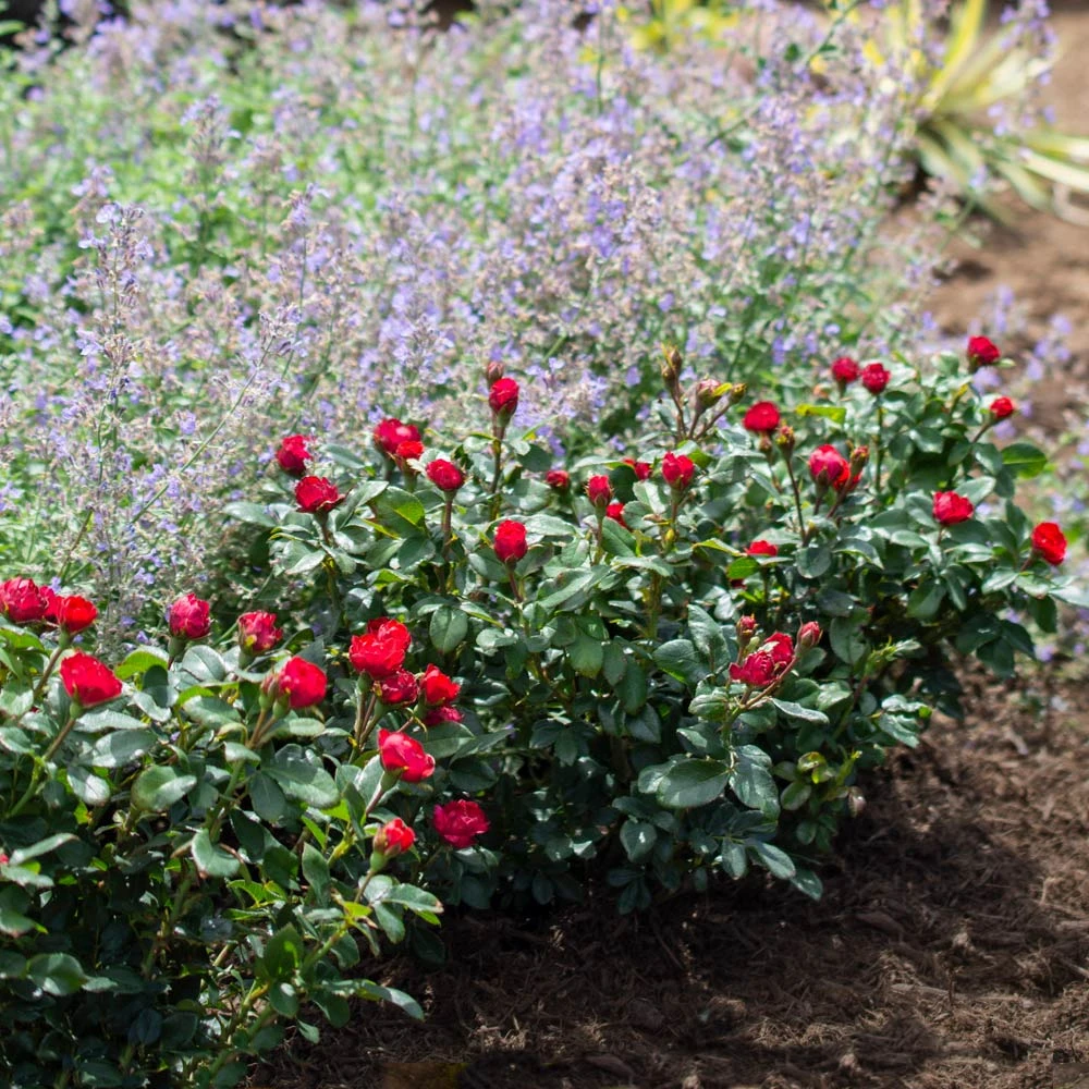 Petite Knock Out® Rose Shrub 2 Petite Knock Out® Rose Shrub - Image 2