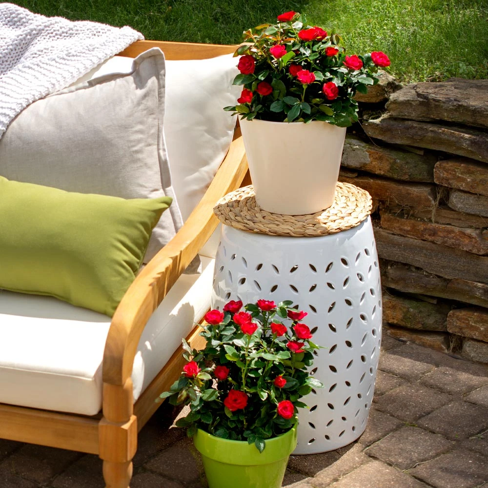 Petite Knock Out® Rose Shrub 4 Petite Knock Out® Rose Shrub - Image 4