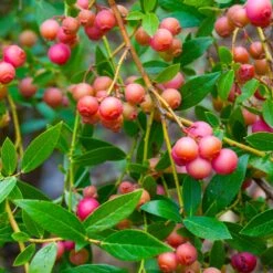 Pink Lemonade Blueberry Plant -Garden Supplies Sales Store Pin Lemonade Blueberry 2 BB