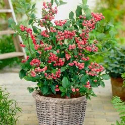 Pink Lemonade Blueberry Plant -Garden Supplies Sales Store Pin Lemonade Blueberry 4
