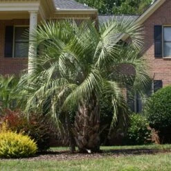 Pindo Palm Tree -Garden Supplies Sales Store Pindo Palm 6 BB