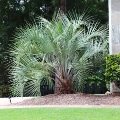 Pindo Palm Tree -Garden Supplies Sales Store Pindo Palm 7