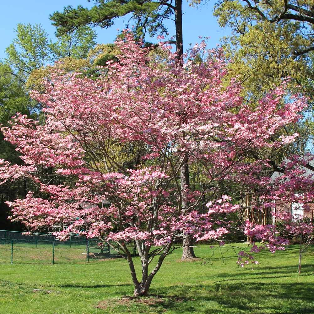 Pink Dogwood Tree 3 Pink Dogwood Tree - Image 3