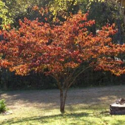 Pink Dogwood Tree 7 Pink Dogwood Tree -Garden Supplies Sales Store Pink Dogwood 4 BB