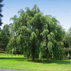 Pink Weeping Cherry Tree 7 Pink Weeping Cherry Tree -Garden Supplies Sales Store Pink Double Weeping Cherry 10 BB