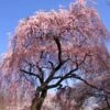Pink Weeping Cherry Tree