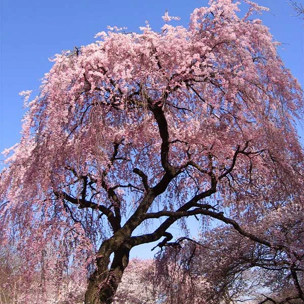 Pink Weeping Cherry Tree 1 Pink Weeping Cherry Tree