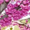Pink Pom Poms' Redbud Tree