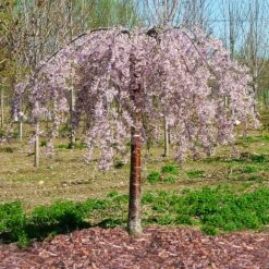 Pink Snow Showers™ Weeping Cherry Tree -Garden Supplies Sales Store Pink Snow Showers Flowering Chery 1
