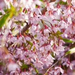 Pink Snow Showers™ Weeping Cherry Tree -Garden Supplies Sales Store Pink Snow Showers Flowering Chery 3