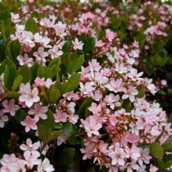 Pinkie Indian Hawthorn Shrub 7 Pinkie Indian Hawthorn Shrub -Garden Supplies Sales Store Pink indian Hawthorn 4 BB