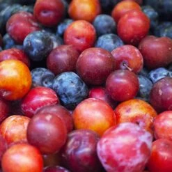 Garden Supplies Sales Store -Garden Supplies Sales Store Plum Surprise BB