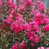 Pink Velour Crape Myrtle Tree