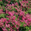 Pocomoke Crape Myrtle