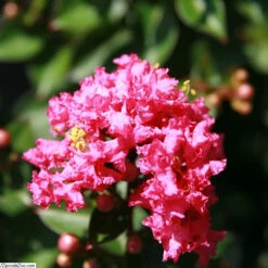 Pocomoke Crape Myrtle 5 Pocomoke Crape Myrtle -Garden Supplies Sales Store Pocomoke Crape Myrtle BB 800 D1