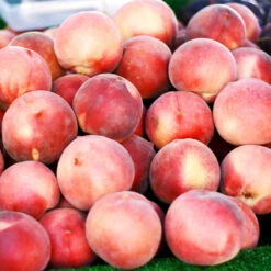 Polly Peach Tree 5 Polly Peach Tree -Garden Supplies Sales Store Polly Peach 3