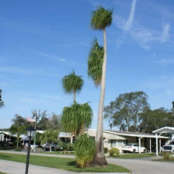 Ponytail Palm Tree -Garden Supplies Sales Store Ponytail Palm 4 BB