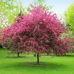 Prairifire Crabapple Tree