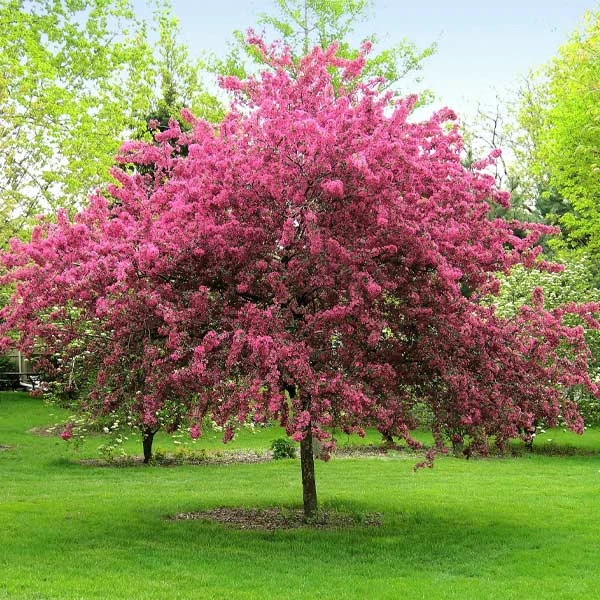 Prairifire Crabapple Tree 1 Prairifire Crabapple Tree