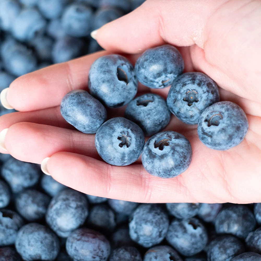 Premier Blueberry Bush 3 Premier Blueberry Bush - Image 3