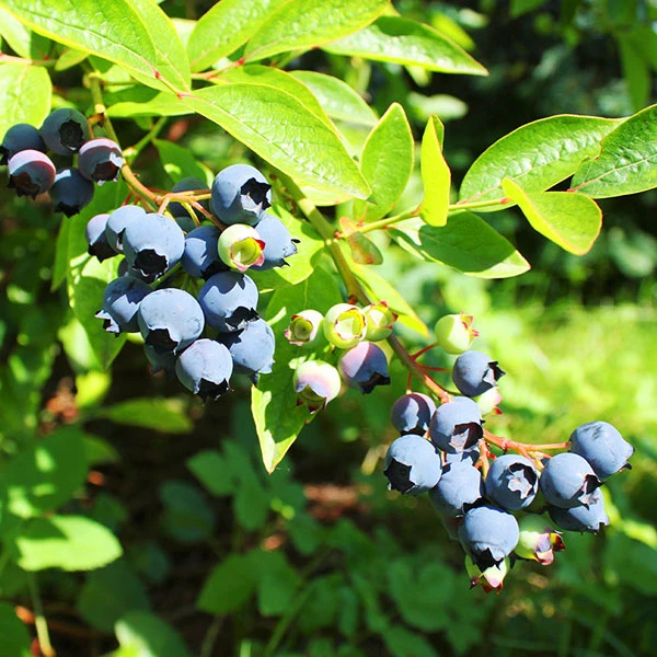 Premier Blueberry Bush 1 Premier Blueberry Bush