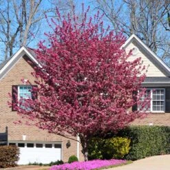 Profusion Crabapple Tree -Garden Supplies Sales Store Profussion Crabapple 6 BB