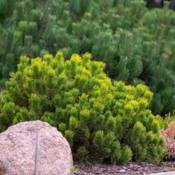 Dwarf Mugo Pine -Garden Supplies Sales Store Pumilio Mugo Pine 4 BB