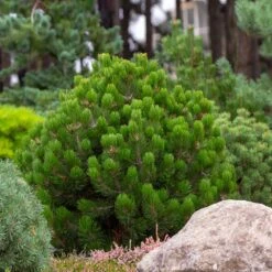 Dwarf Mugo Pine -Garden Supplies Sales Store Pumilio Mugo Pine 6 BB