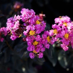 Black Diamond® Purely Purple™ Crape Myrtle Tree -Garden Supplies Sales Store Purely Purple 1