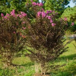 Black Diamond® Purely Purple™ Crape Myrtle Tree -Garden Supplies Sales Store Purely Purple 3