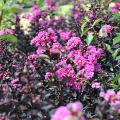 Black Diamond® Purely Purple™ Crape Myrtle Tree -Garden Supplies Sales Store Purely Purple 5 BB