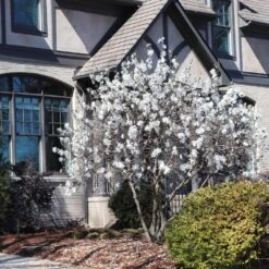 Royal Star Magnolia Tree 8 Royal Star Magnolia Tree -Garden Supplies Sales Store ROyal Star Magnolia 11