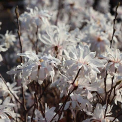 Royal Star Magnolia Tree 7 Royal Star Magnolia Tree -Garden Supplies Sales Store ROyal Star Magnolia 5 BB