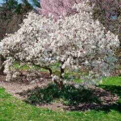 Royal Star Magnolia Tree