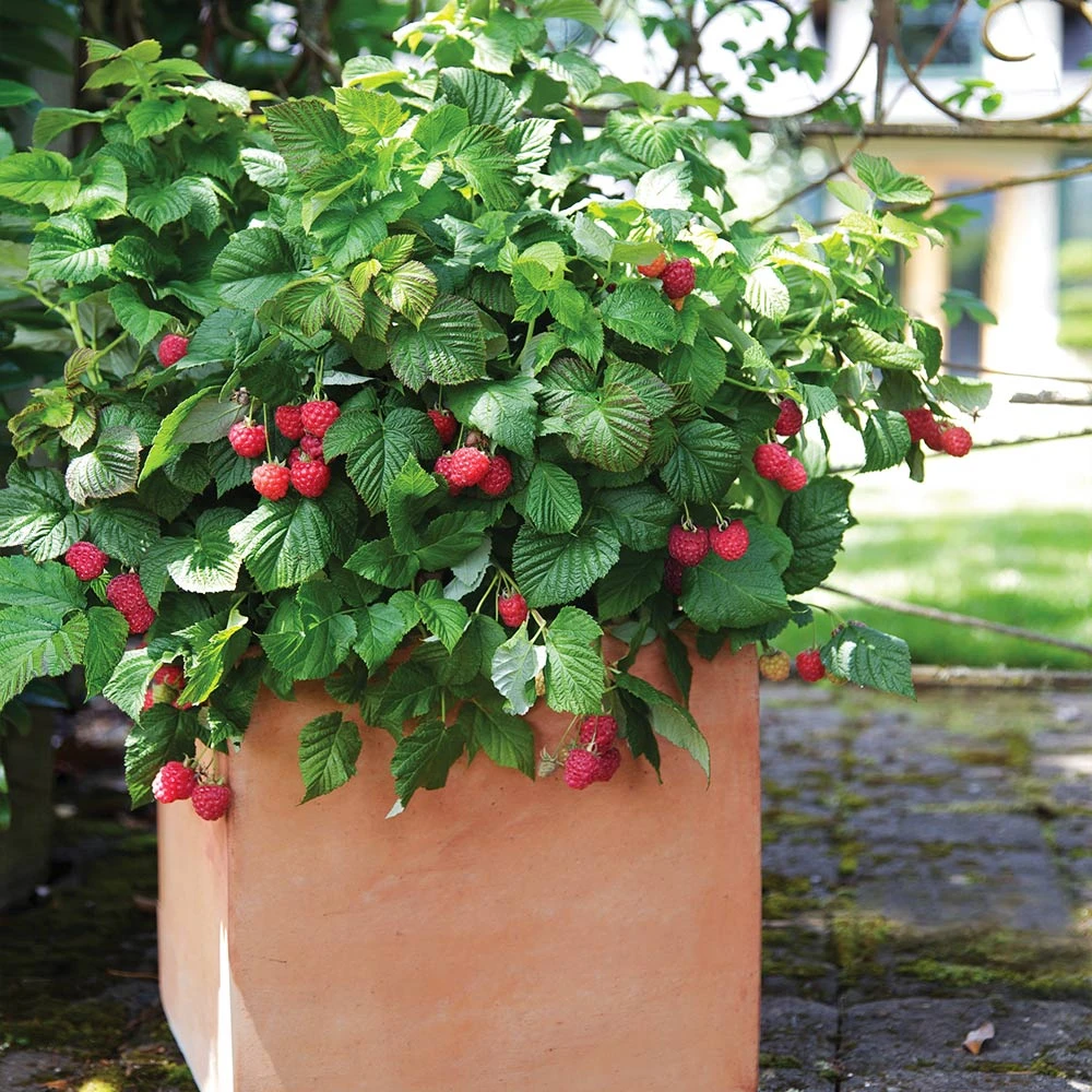 Bushel And Berry® Raspberry Shortcake® Bush 2 Bushel And Berry® Raspberry Shortcake® Bush - Image 2
