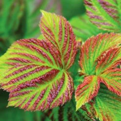 Bushel And Berry® Raspberry Shortcake® Bush 7 Bushel And Berry® Raspberry Shortcake® Bush -Garden Supplies Sales Store Raspberry Shortcake 4