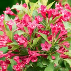 Red Prince Weigela Tree -Garden Supplies Sales Store Red Prince Wegeila 3 BB